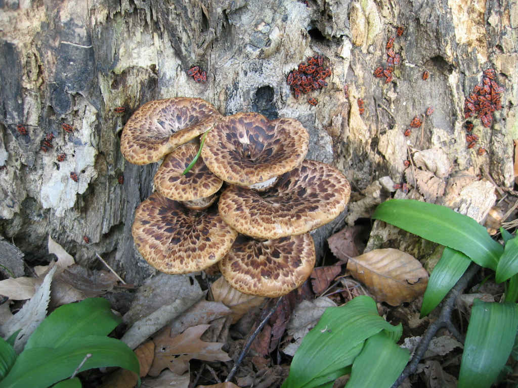 Invasione di Pyrrochoris apterus